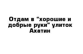 Отдам в “хорошие и добрые руки“ улиток Ахатин